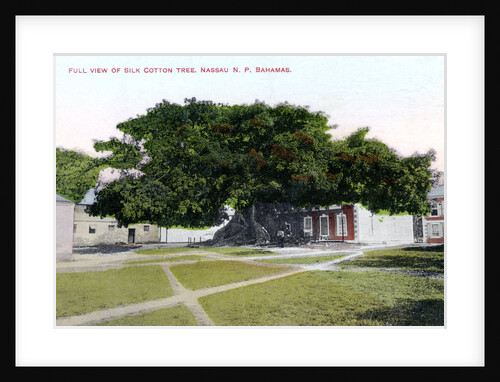 Silk Cotton Tree, Nassau, New Providence, Bahamas by JO Sands