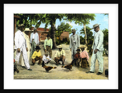 A cock fight, Puerto Rico by Anonymous