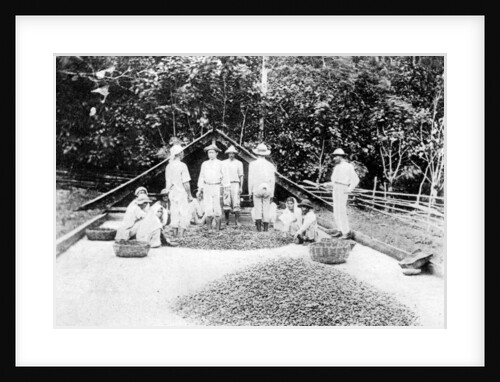 Drying cocoa, Trinidad by Anonymous