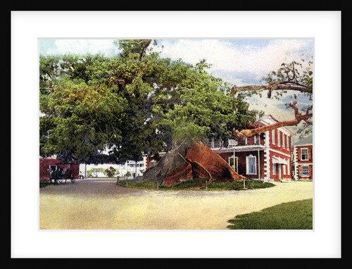 Silk Cotton Tree, Nassau, New Providence, Bahamas by Anonymous