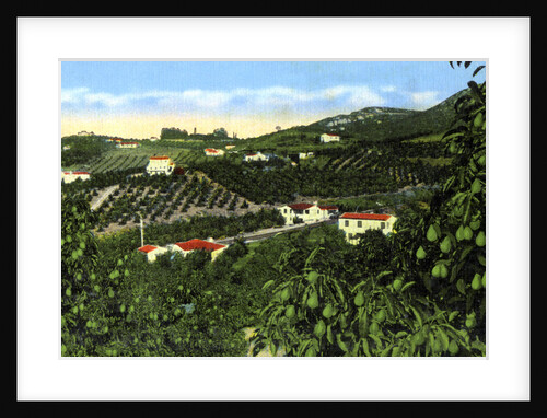 Avocado groves, San Diego, California, USA by Anonymous