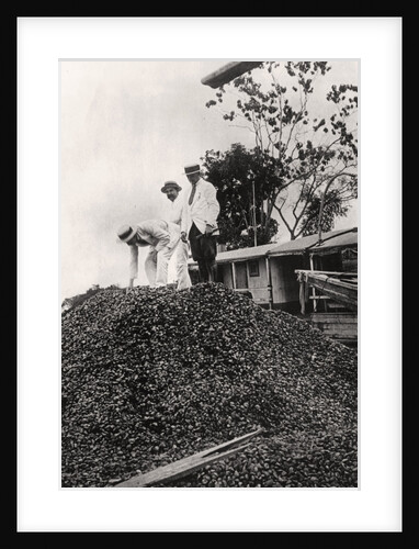 Brazil nuts harvested from the Amazon Valley by Anonymous
