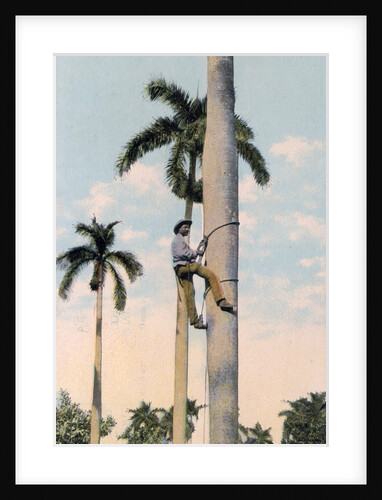 A man climbing a palm tree, Cuba by Anonymous