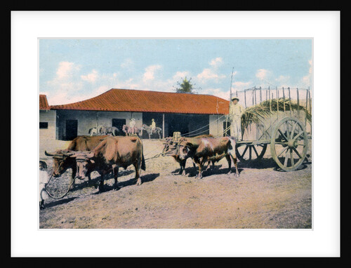 A Cuban ox team by Harris Bros & Co.