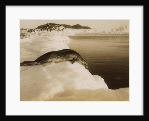 A weddell seal about to dive at West Beach, Cape Evans, Antarctica by Herbert Ponting
