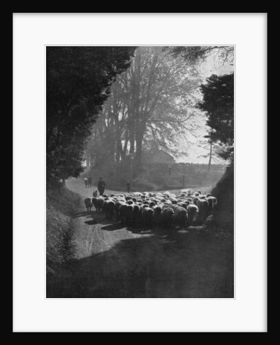 Sheep on the way to the Wilton Sheep Fair, Wilton, Wiltshire by Charles E Brown