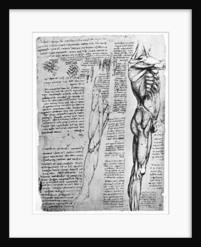 Muscle studies by Leonardo Da Vinci