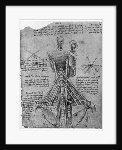 Rear view of a skeleton showing the sinews of the neck by Leonardo Da Vinci