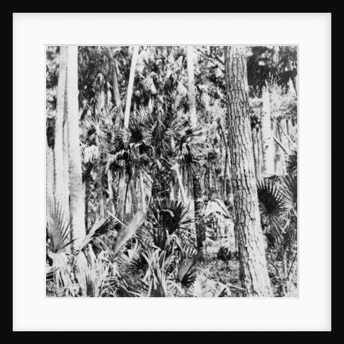 In the jungle, India by Anonymous