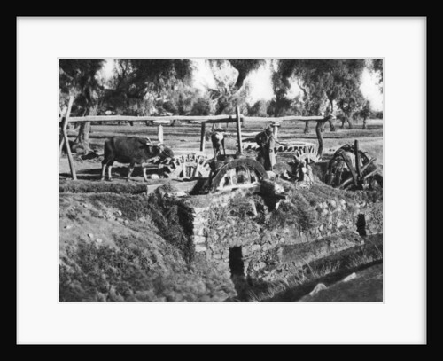 Irrigating fields near Cairo, Egypt by Anonymous