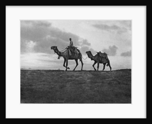 Camels in the desert outside Cairo, Egypt by Anonymous