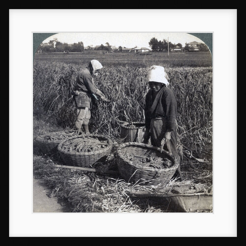 Peasants cutting millet, near Yokohama, Japan by Underwood & Underwood