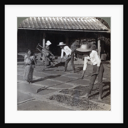Farmers with bamboo rakes spreading millet on mats to dry for winter, near Yokohama, Japan by Underwood & Underwood