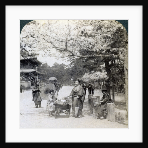 Under the cherry blossoms, looking northeast along the main avenue of Shiba Park, Tokyo, Japan by Underwood & Underwood