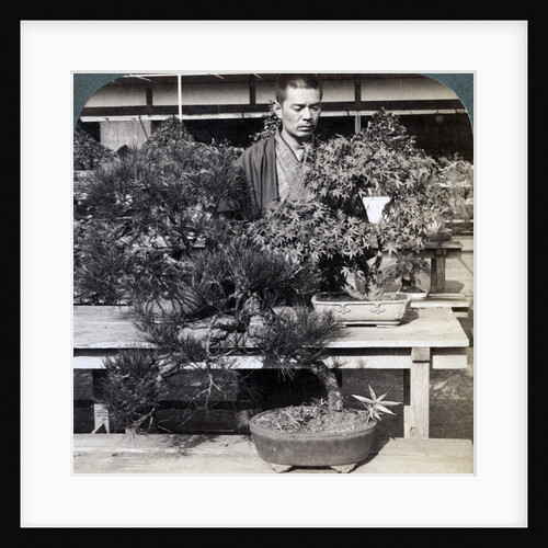 Dwarf pines and maples in Count Okuma's greenhouse, Tokyo, Japan by Underwood & Underwood