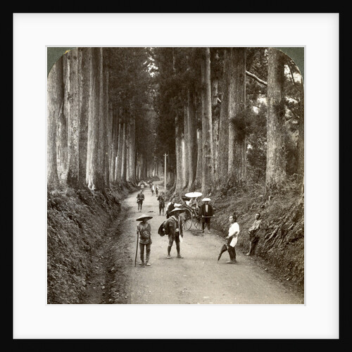 'The groves were God's first temples', avenue of noble cryptomerias at Nikko, Japan by Underwood & Underwood