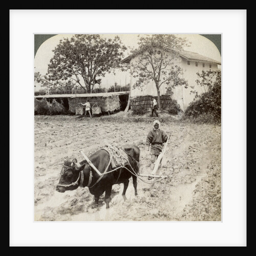 Ploughing flooded ground for rice planting, north of the main road at Uji, near Kyoto, Japan by Underwood & Underwood
