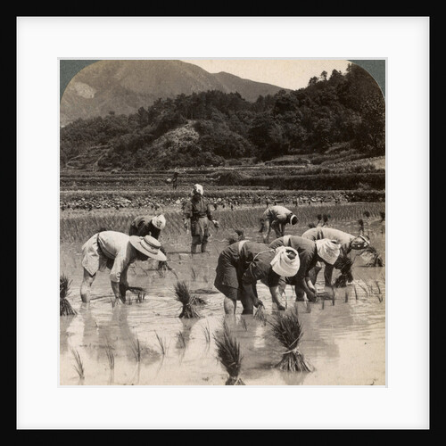 Farm labourers transplanting rice shoots near Kyoto, Japan by Underwood & Underwood