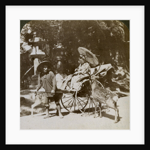 Girl feeding sacred deer on her way to prayers, grounds of Kasuga Temple, Nara, Japan by Underwood & Underwood