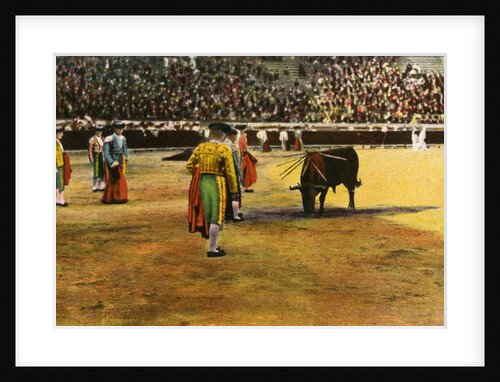 Bull fight by Anonymous