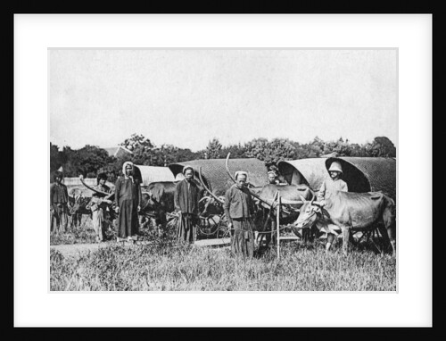 Ox carts, Cochin China, Vietnam by Anonymous