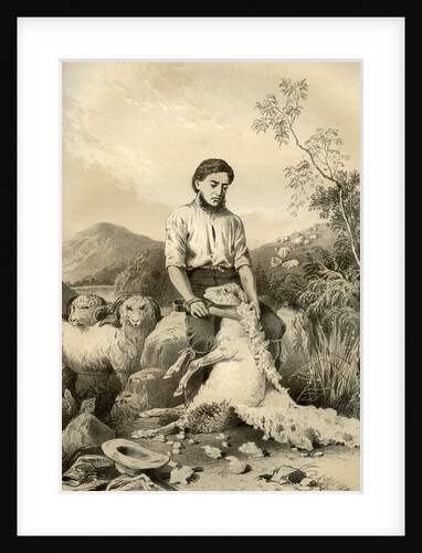 Sheep shearing by McFarlane and Erskine