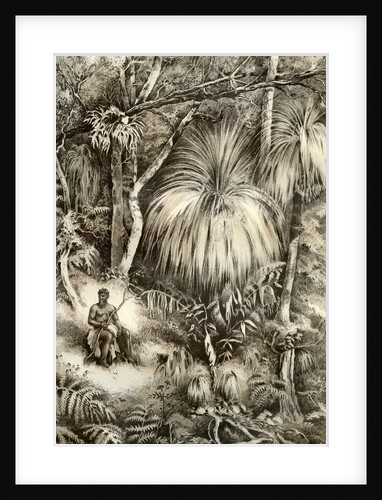 Tasmanian forest scene by McFarlane and Erskine