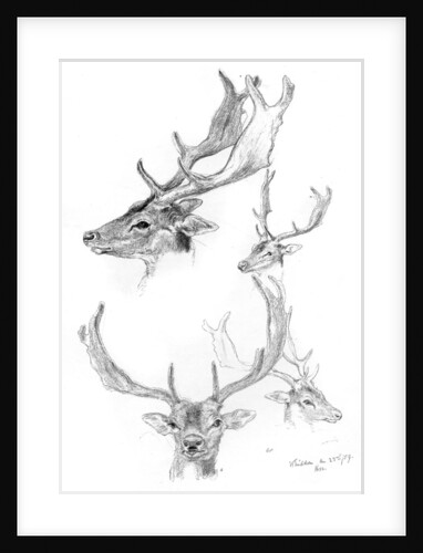 Stags' heads by Henry Moore