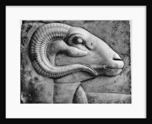 A ram's head, Egypt by Anonymous