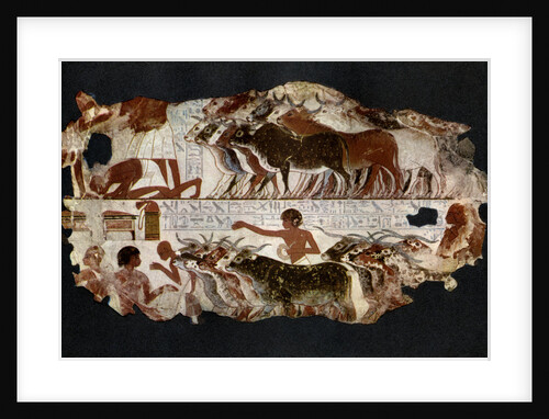 Herds of cattle from the time of the 18th Dynasty, Egypt, c1400 BC by Anonymous