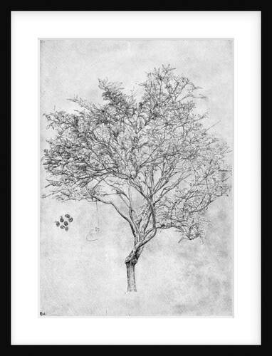 Study of a lemon tree by Anonymous