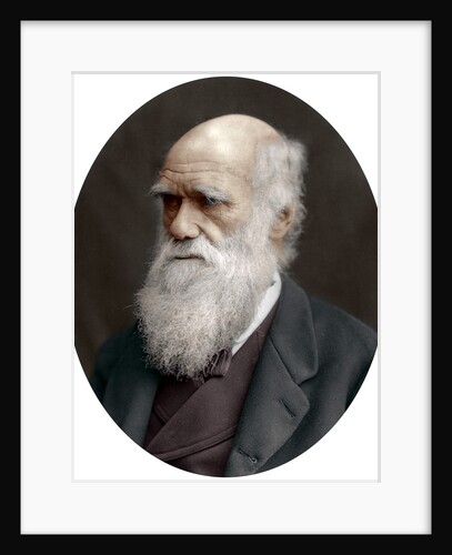 Charles Darwin, British naturalist by Anonymous