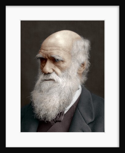 Charles Darwin, British naturalist by Anonymous
