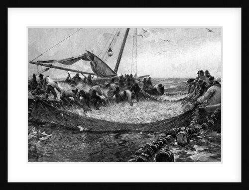 Pilchards by Anonymous