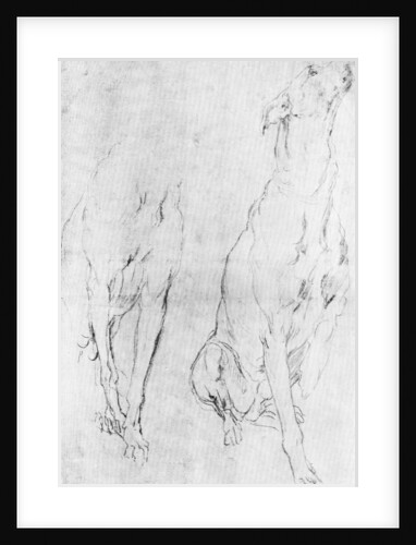 Study for the greyhound in the portrait of the Duke of Richmond by Anonymous
