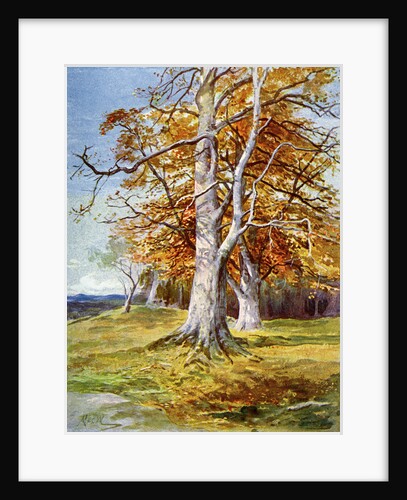 Beech Tree, Autumn by Anonymous