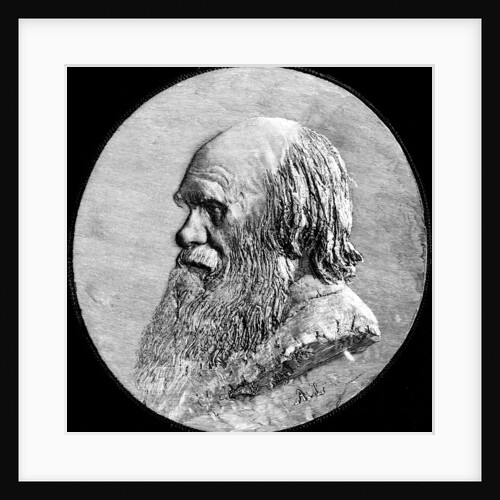 Charles Darwin by Anonymous