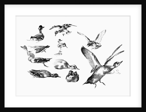 Wild Ducks by Anonymous