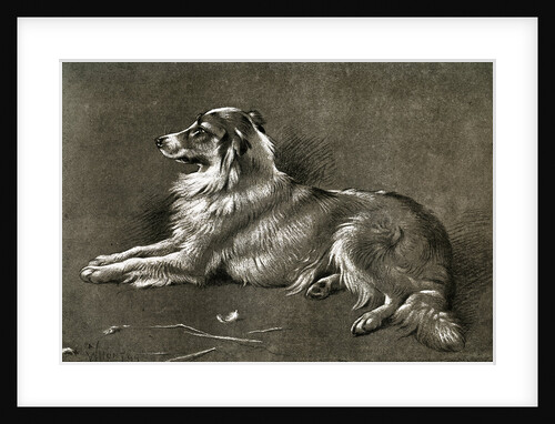 A Sheep Dog by Anonymous