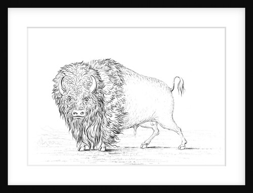 Buffalo by Myers and Co