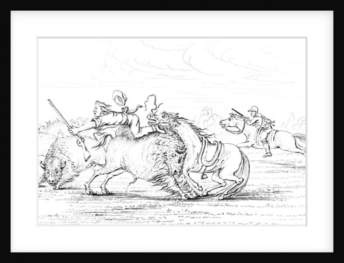 Buffalo attacking a cowboy on a horse by Myers and Co