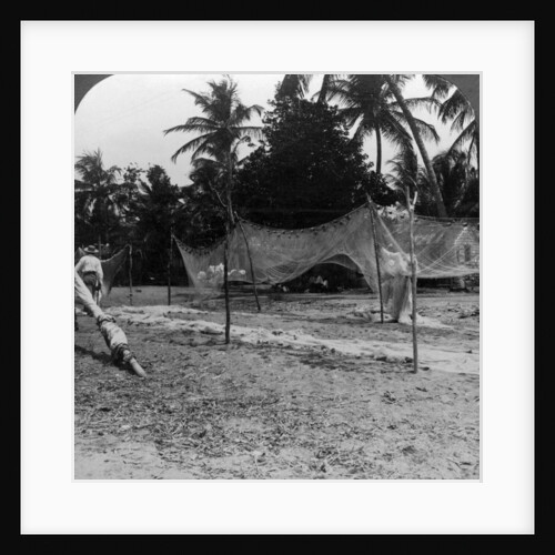 Fishermen drying their nets on the beach, Basseterre, St Christopher, West Indies by HC White