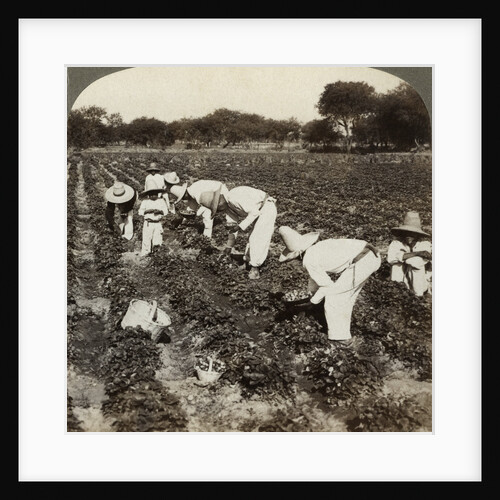 Strawberry field, Irapuato, Mexico by Underwood & Underwood