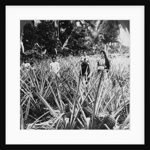 Pineapple fields, Mayaguez, Puerto Rico by Underwood & Underwood