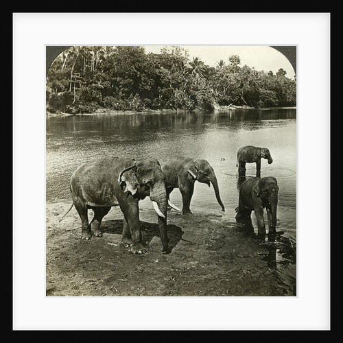 Elephants, Sri Lanka (Ceylon) by Underwood & Underwood