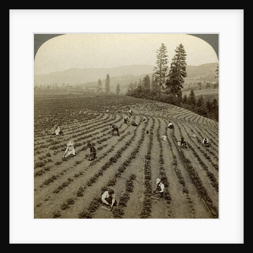 Strawberry picking, Cedar Creek Farm, Hood River Valley, Oregon, USA by Underwood & Underwood
