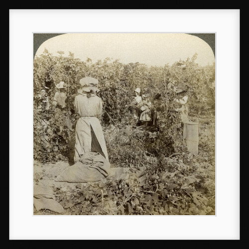 Hop picking, Eugene, Oregon, USA by Underwood & Underwood