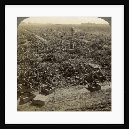 Drying raisins, Fresno, San Joaquin Valley, California, USA by Underwood & Underwood