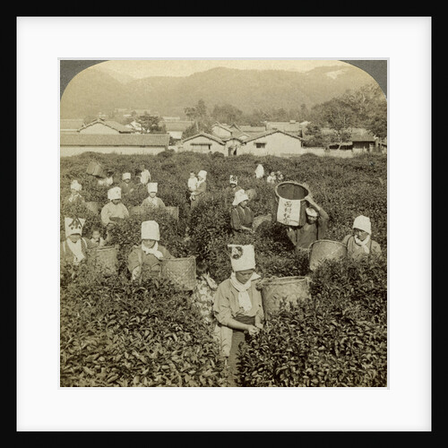 Girls picking tea, Uji, Japan by Underwood & Underwood