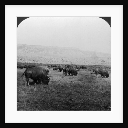 Buffalo, Yellowstone National Park, USA by HC White